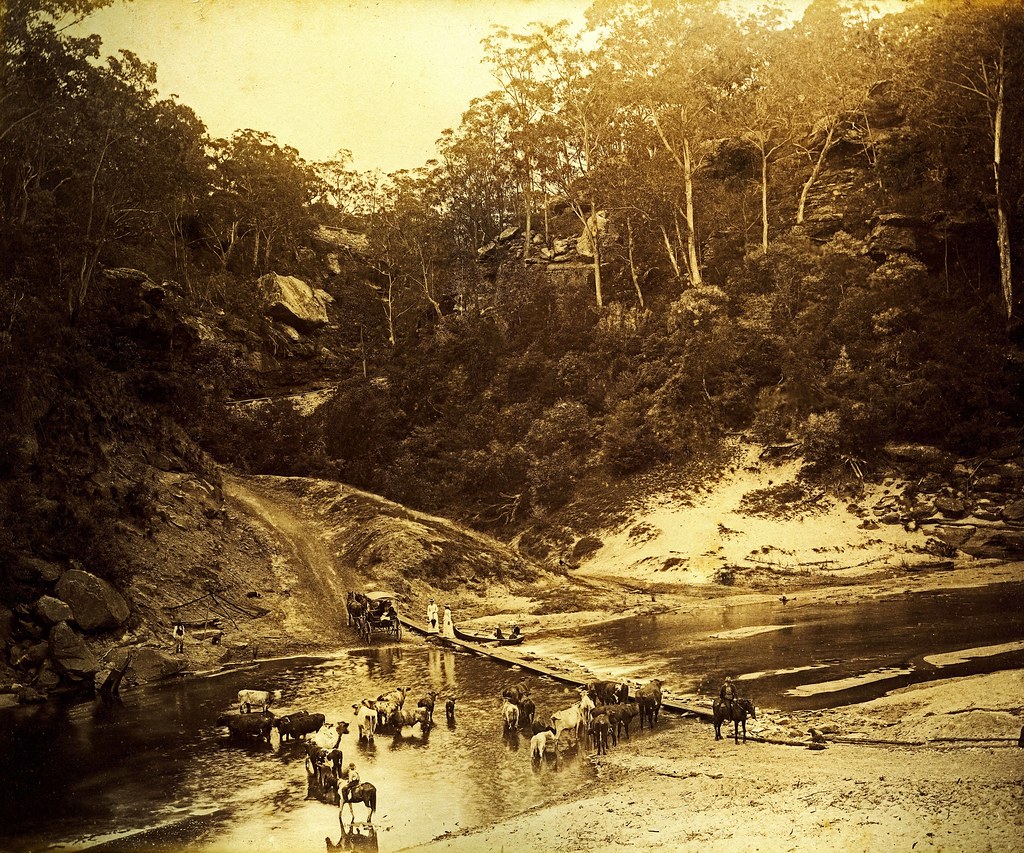 Cattle Crossing, Nepean Towers, N.S.W