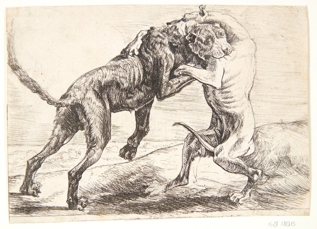 Two dogs fighting Paulus Van