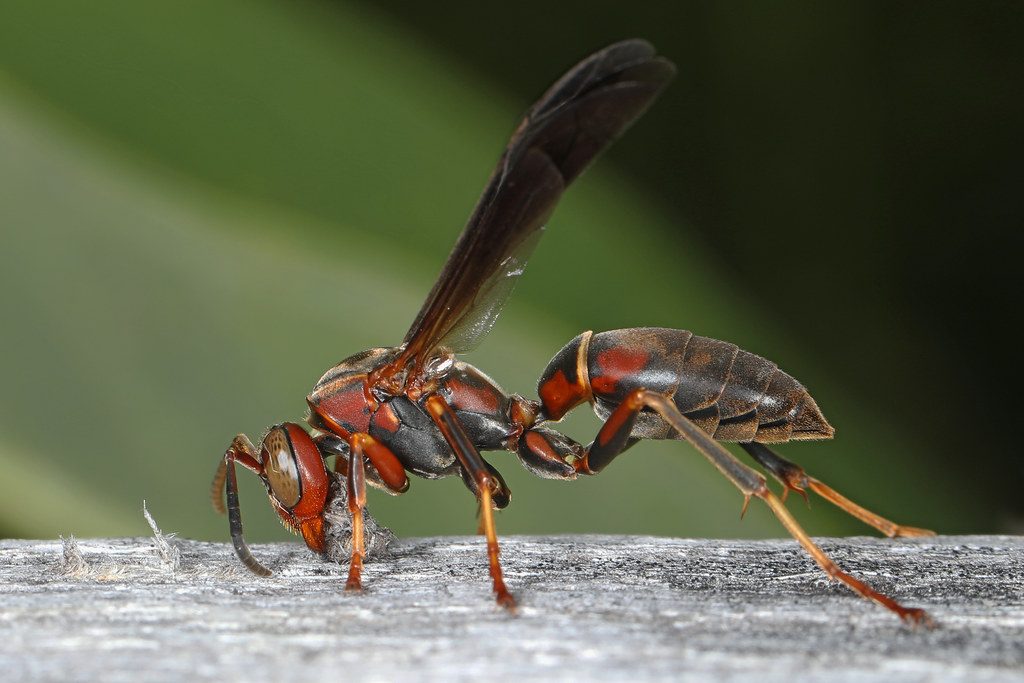 202/365 Paper Wasp - Polistes metricus, Meadowood SRMA, Mason Neck, Virginia, July 21, 2021