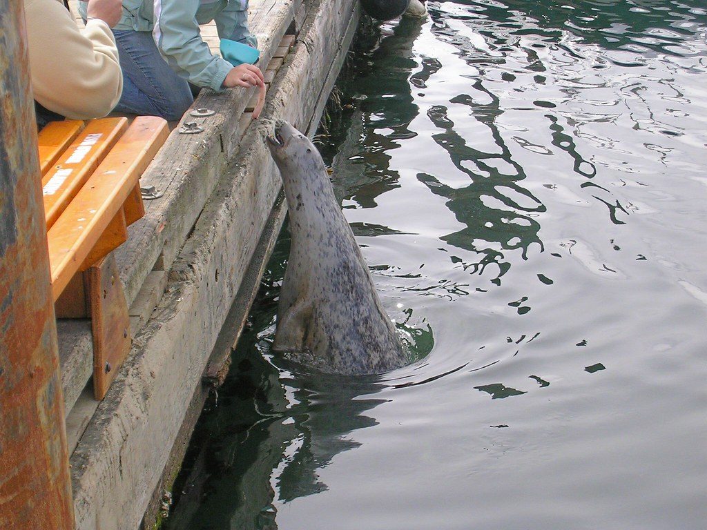 2007-06-17 Victoria BC (02) - seals eating fish