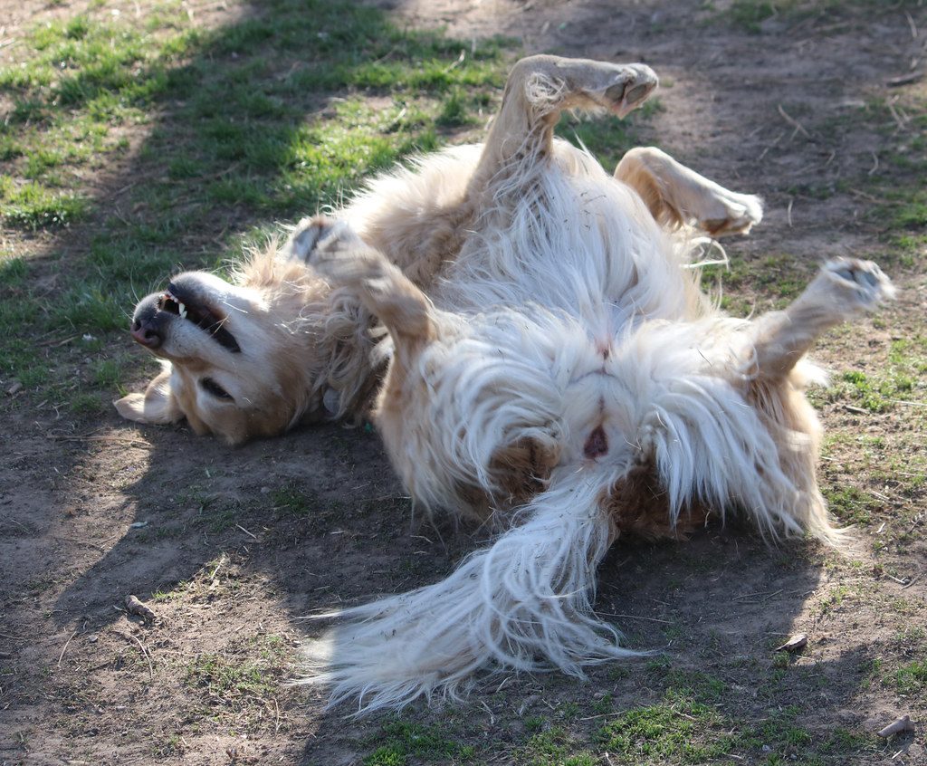 Golden Retriever #12