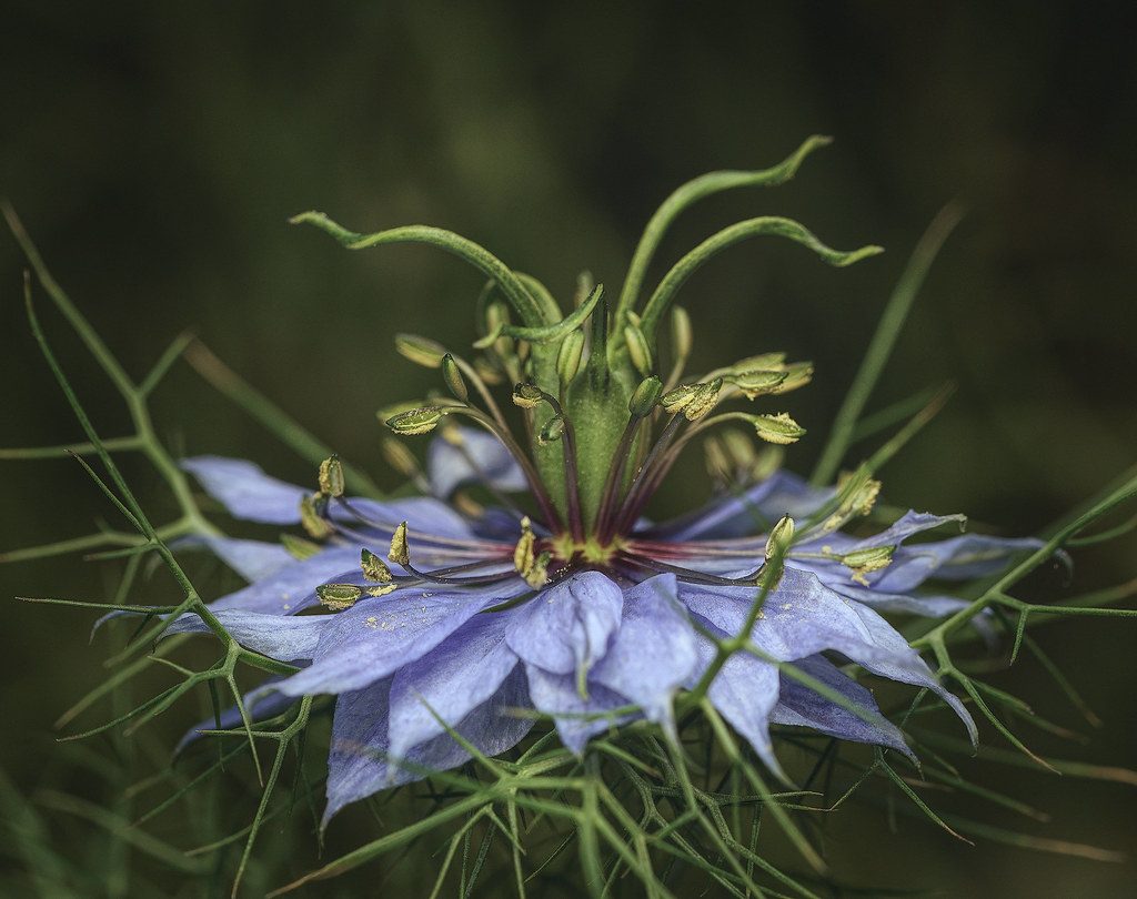 Nigella sativa