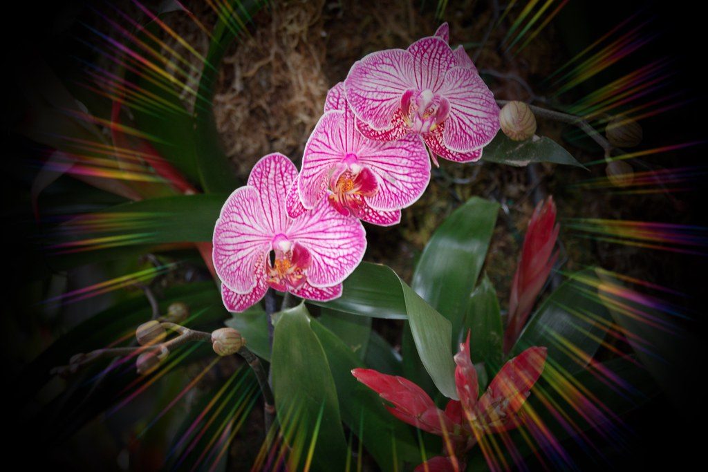 Toronto Ontario ~ Canada ~ Allan Gardens ~ Landmark Site ~ Historical Allan Gardens Conservatory ~ Orchids