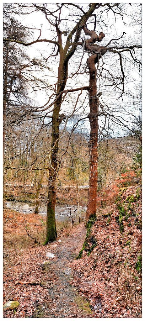 Big tall trees.
