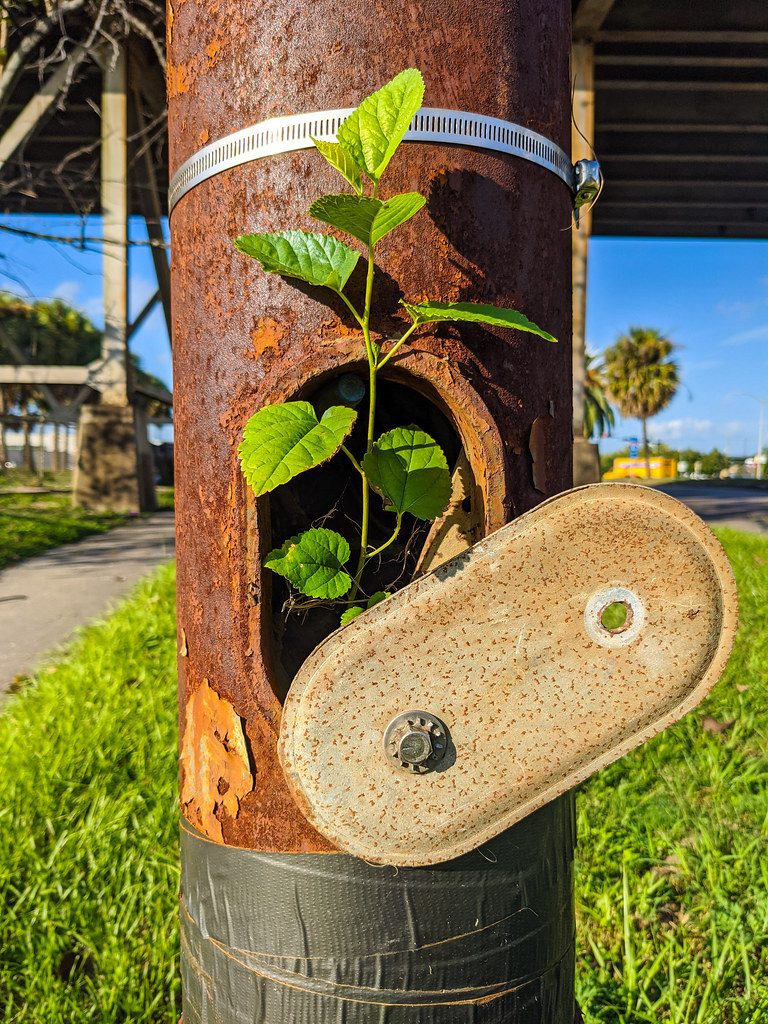 Pole Plant 2