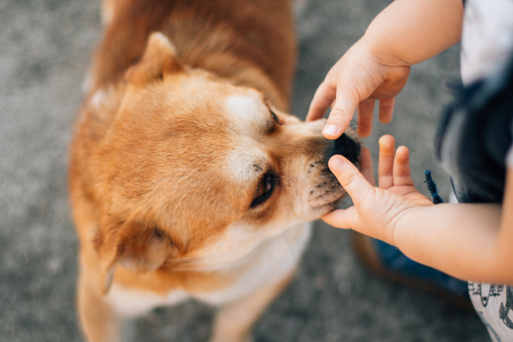 Toddler touching his dog's muzzle