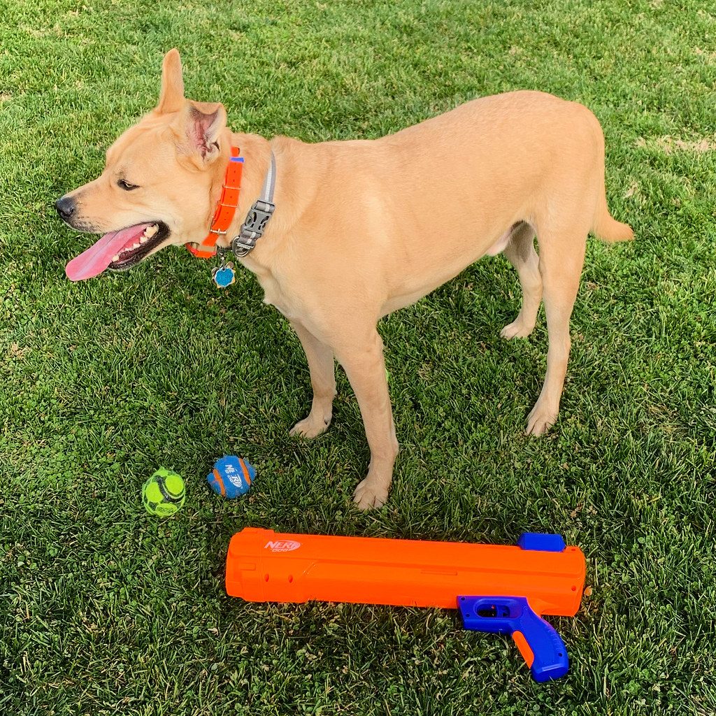 Nerf gun fun with Monty