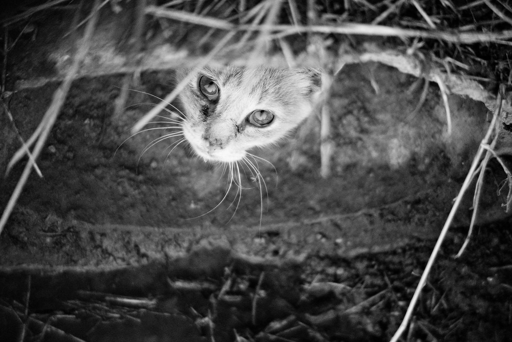 Monochrome shot of a cat looking up into the camera