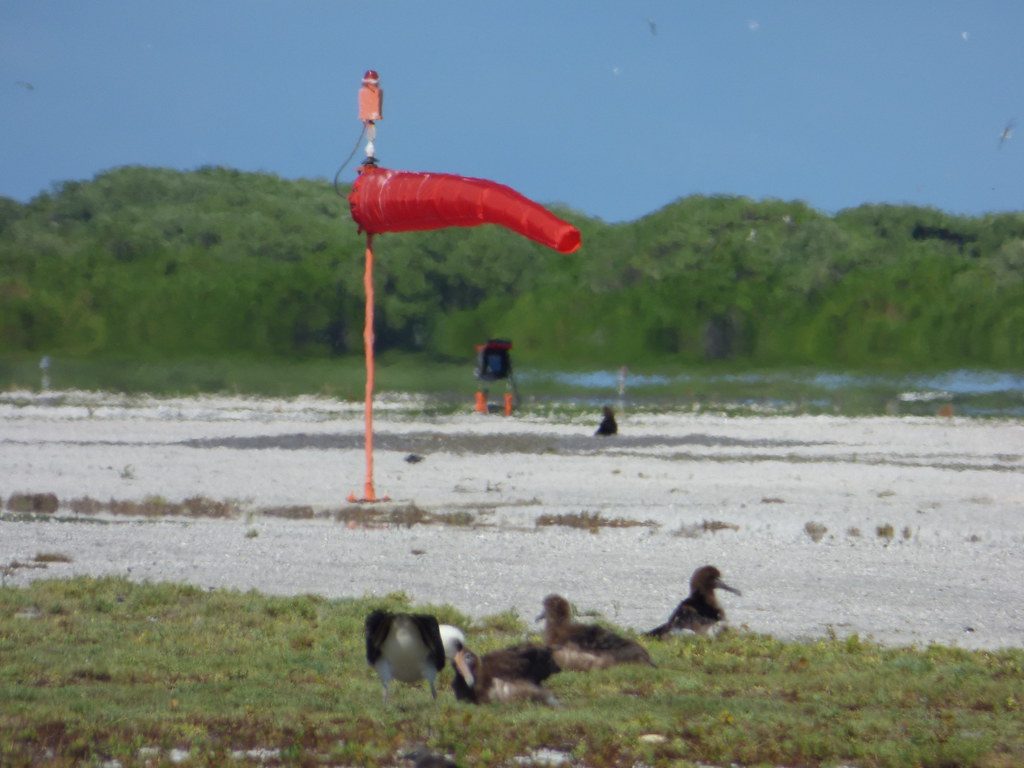starr-220621-0863-Lobularia_maritima-view_wind_sock-West_Beach_Sand_Island-Midway_Atoll
