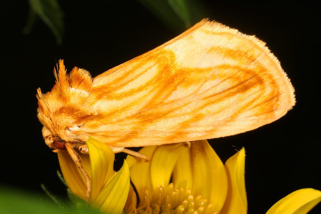Goldenrod Stowaway Moth - Cirrhophanus triangulifer, Wolf Trap National Park for the Performing Arts, Vienna, Virginia, September 3, 2020