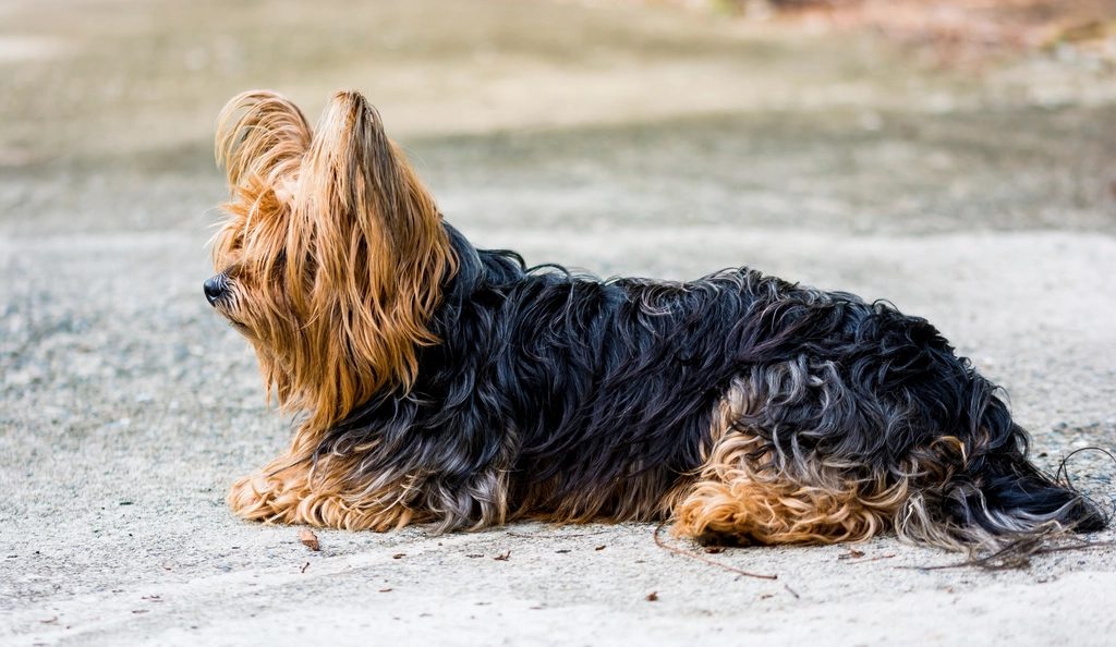 Yorkshire terrier lying floor