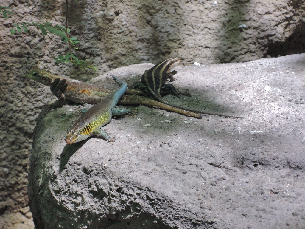 animals_reptile_skink_001