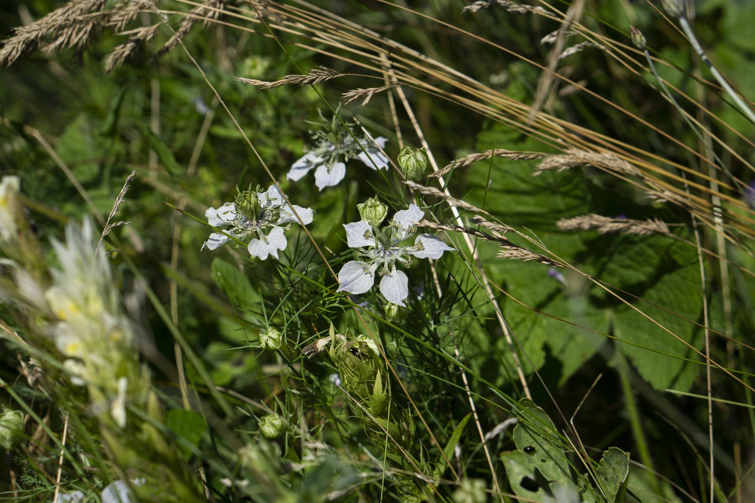 black cumin, saat-schwarzkümmel