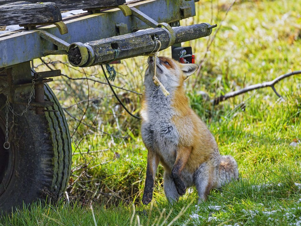 Vixen sniffing the trailer