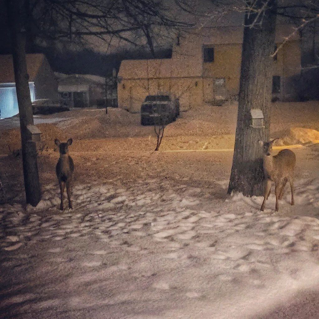 A surprise visit from the mythical giant 'Night Squirrels' at the feeders! 😆 #Deer #SquirrelFeeders #YardPets #PatioPets#PainesvilleTownshipOH #NEOhioWinter#RemarkableLakeCountyOH #SnowyNights #WintetNights #SamsungGalaxyS20FE #DigitalRollOfFilm2