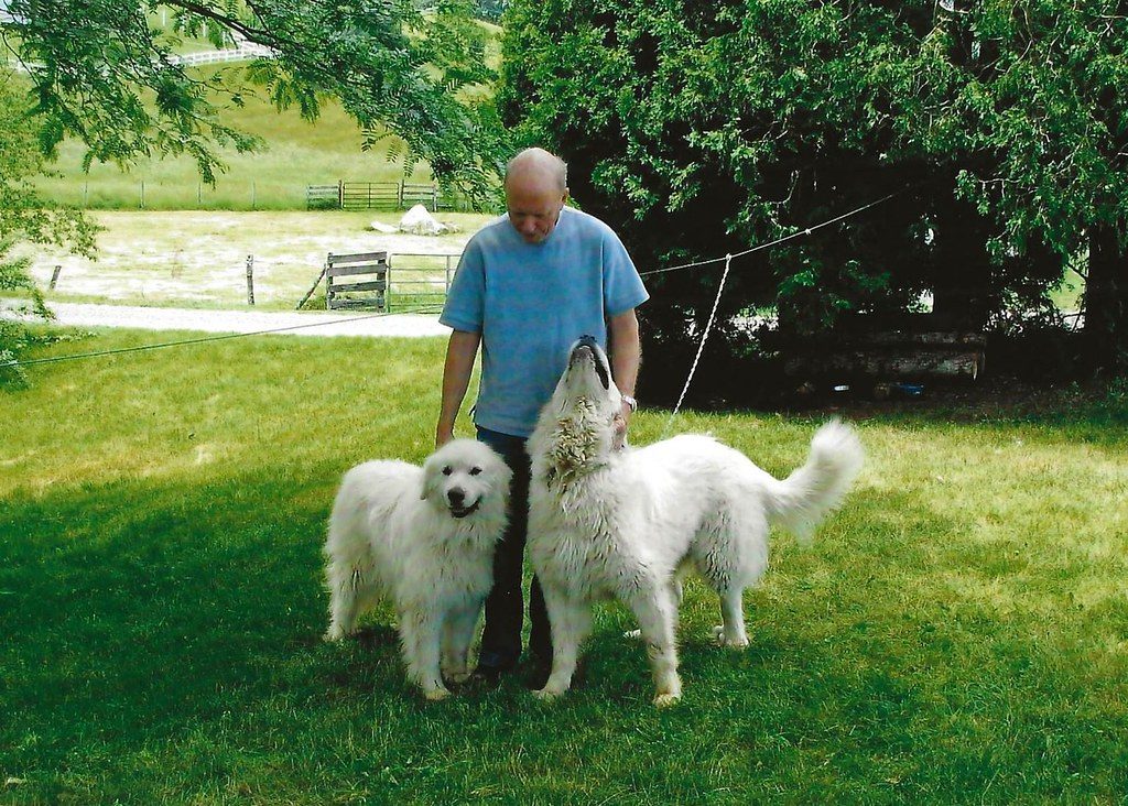 Bill Spencer With Roxie & Alex, His Great Pyrenees Dogs, Independence, Virginia (Grayson County, Southwest Virginia), 2010