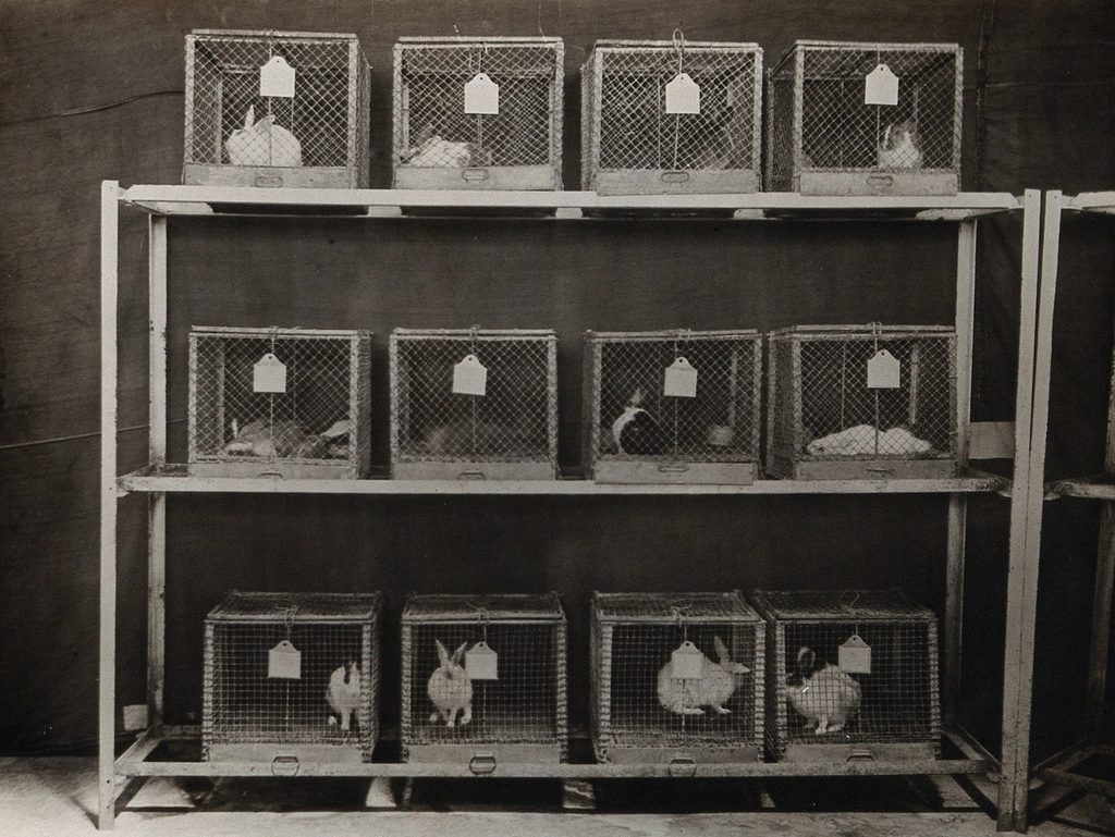 Pasteur Institute, Kasauli, India: production