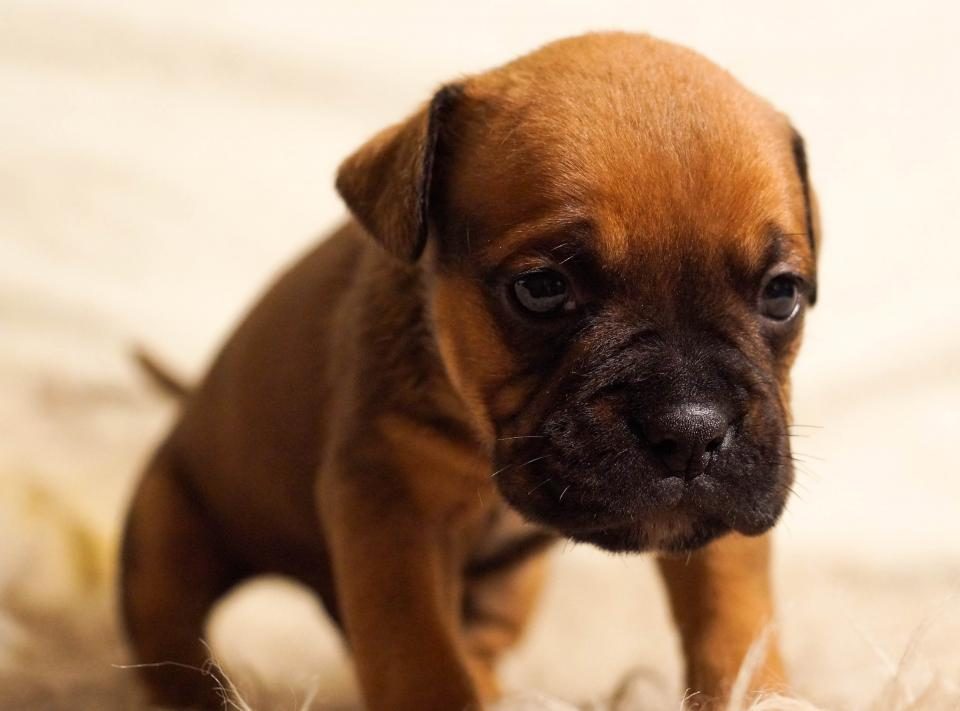 Bulldog Puppy