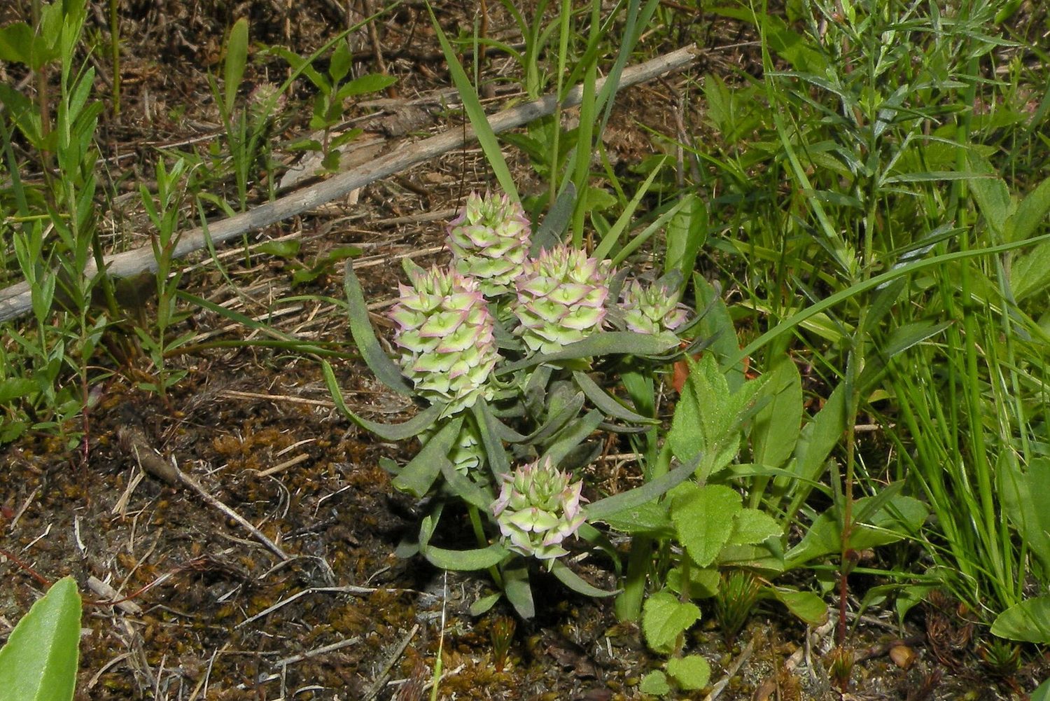 Polygala cruciata (drum-heads milkwort) Warren, RI (31794011510)