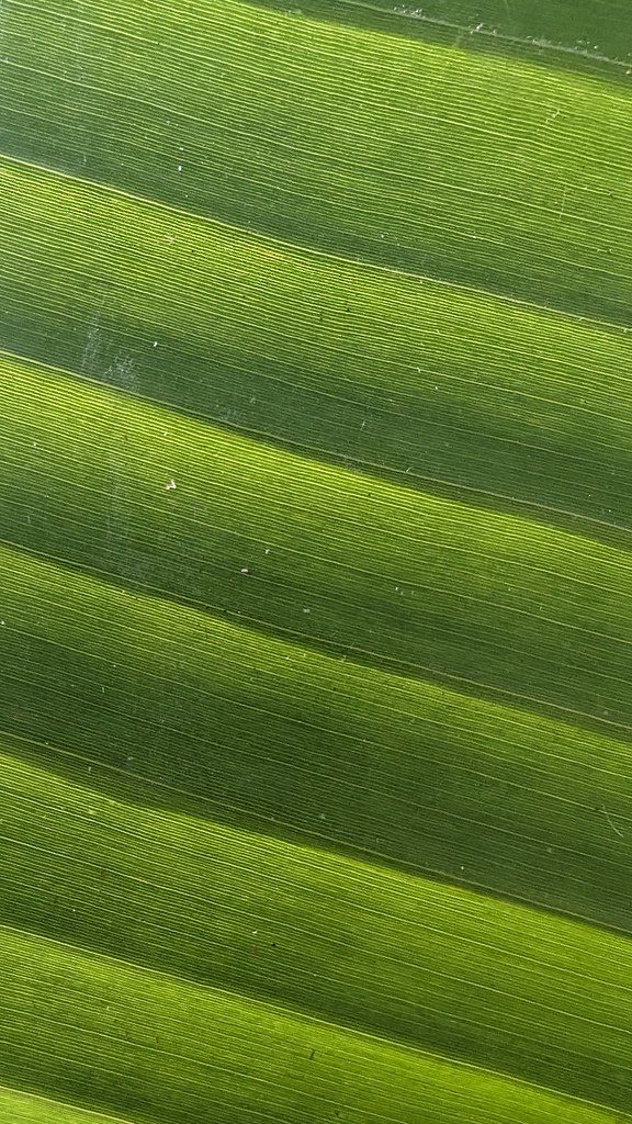 Day 94 - Banana Leaf (Phone Wallpaper)
