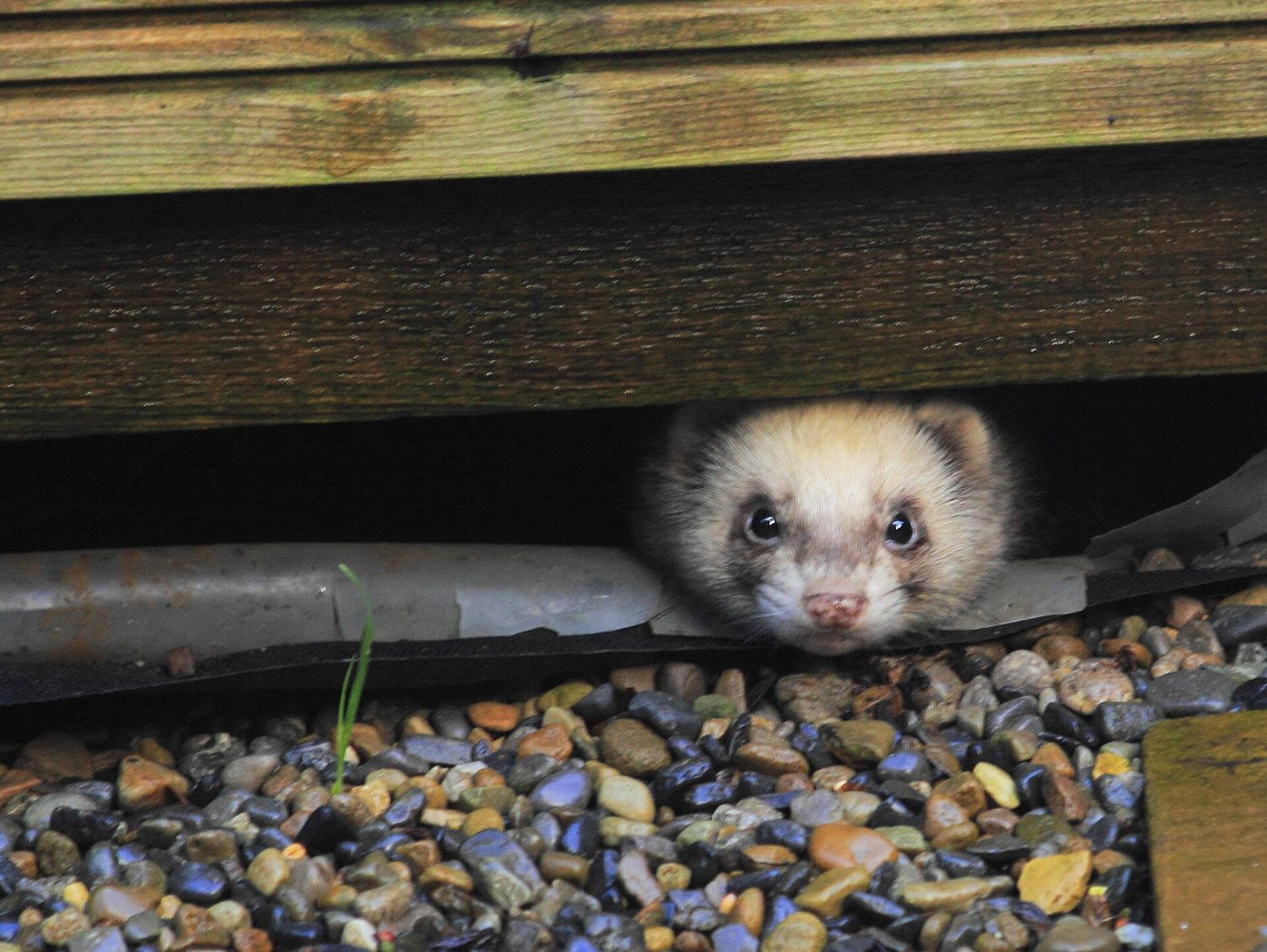 Ferret waiting for food (8321157327)