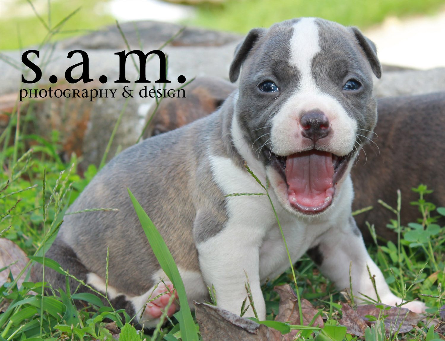 American Bully Male Puppy Jaxson (8000768099)