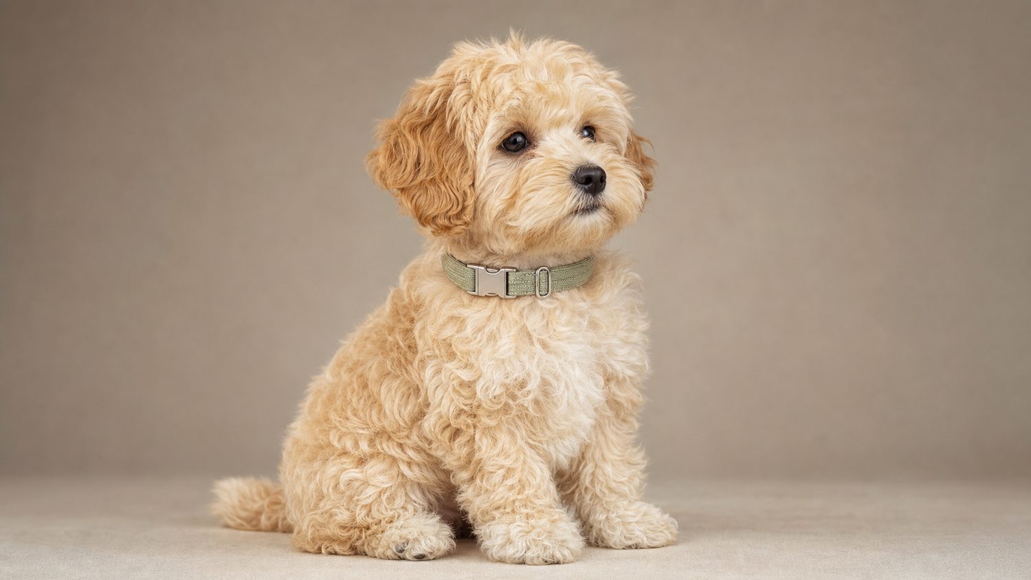 Illustration for collar for maltipoo puppy