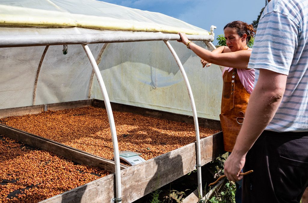 Colombian Coffee, Finca Don Manolo, Pereira, Colombia