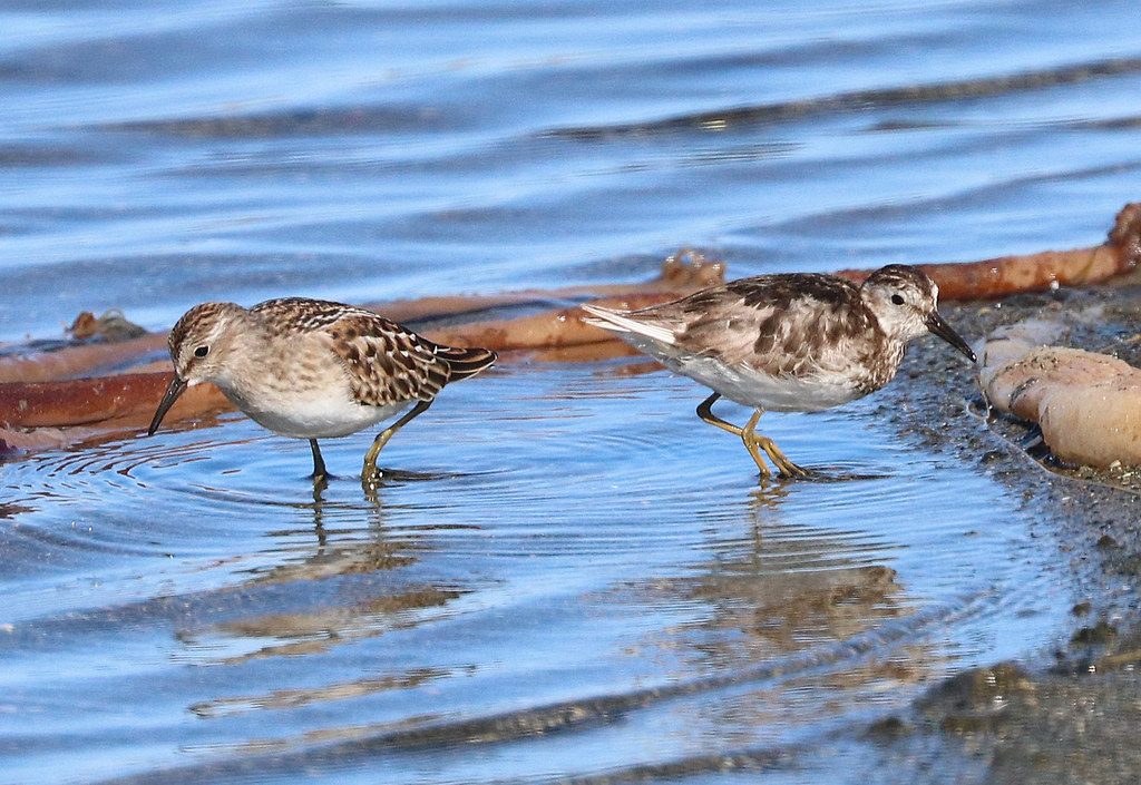 funky WESTERN SANDPIPER (9-11-2021) partial leucistic, lake tolowa, del norte co, ca -01