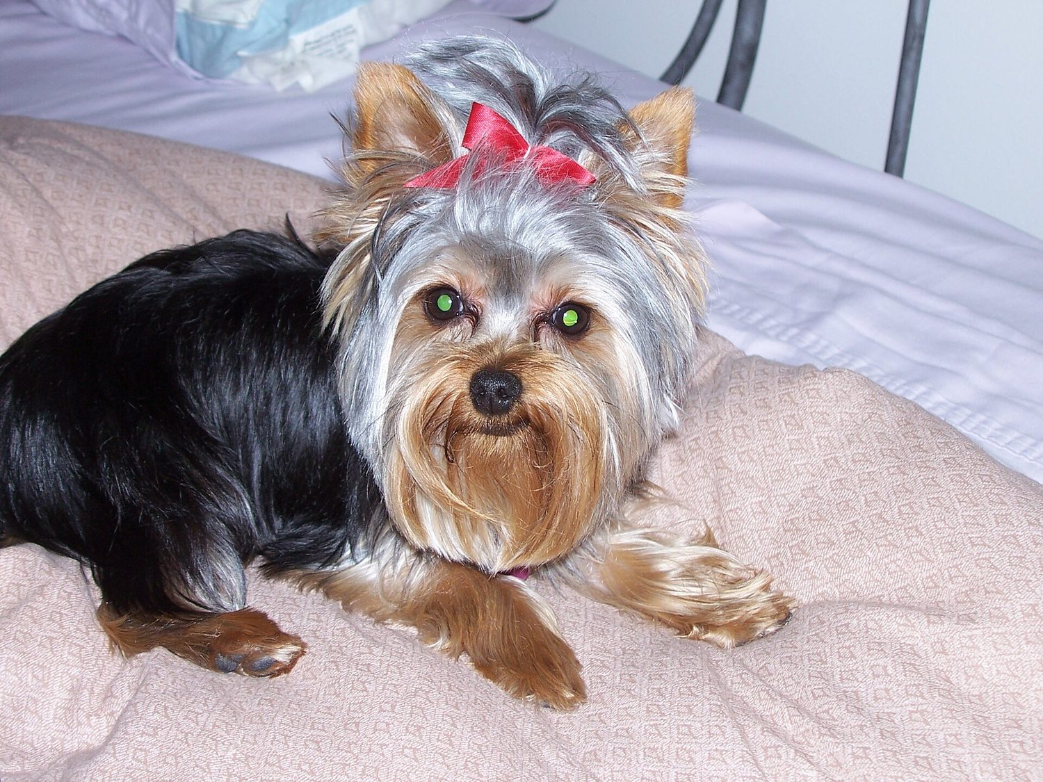 Yorkshire Terrier in Bed