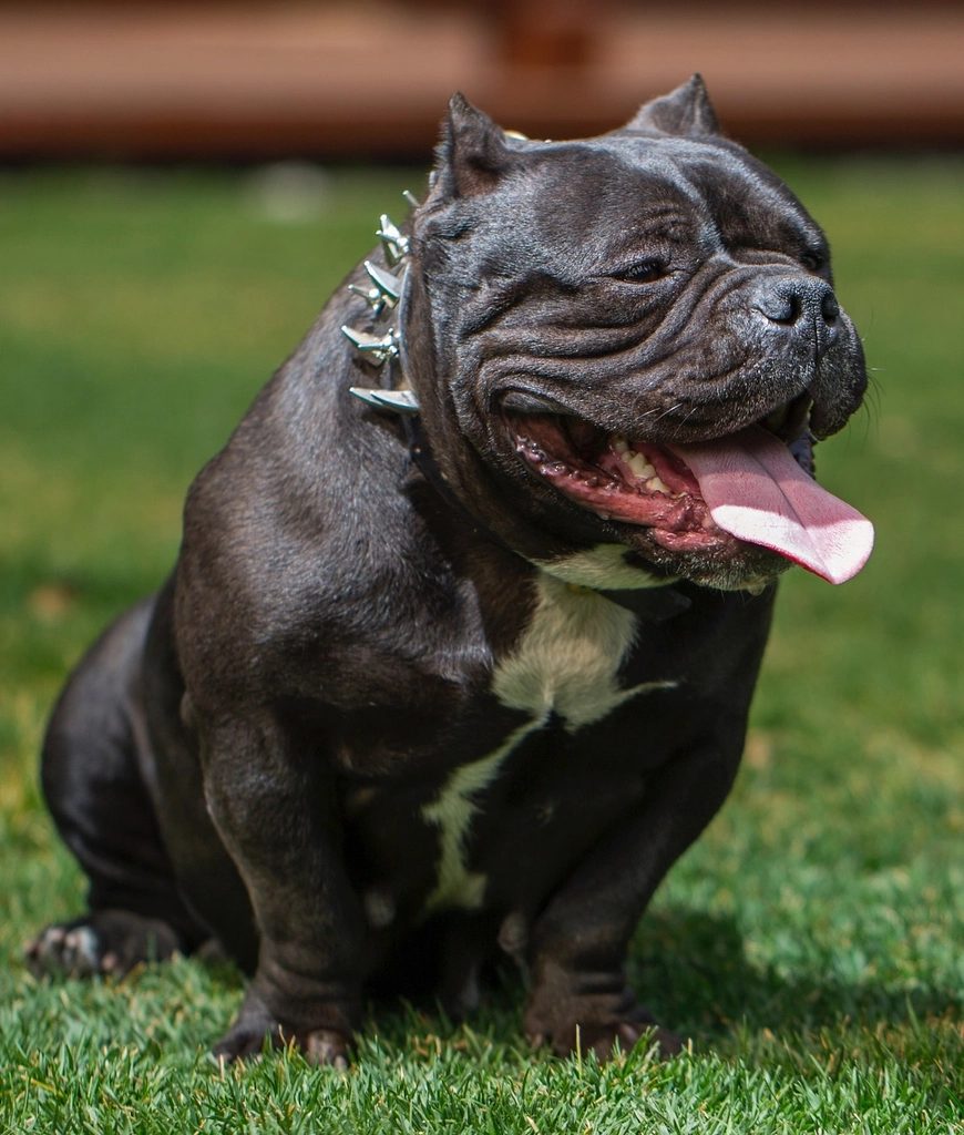 Seated American Bulldog