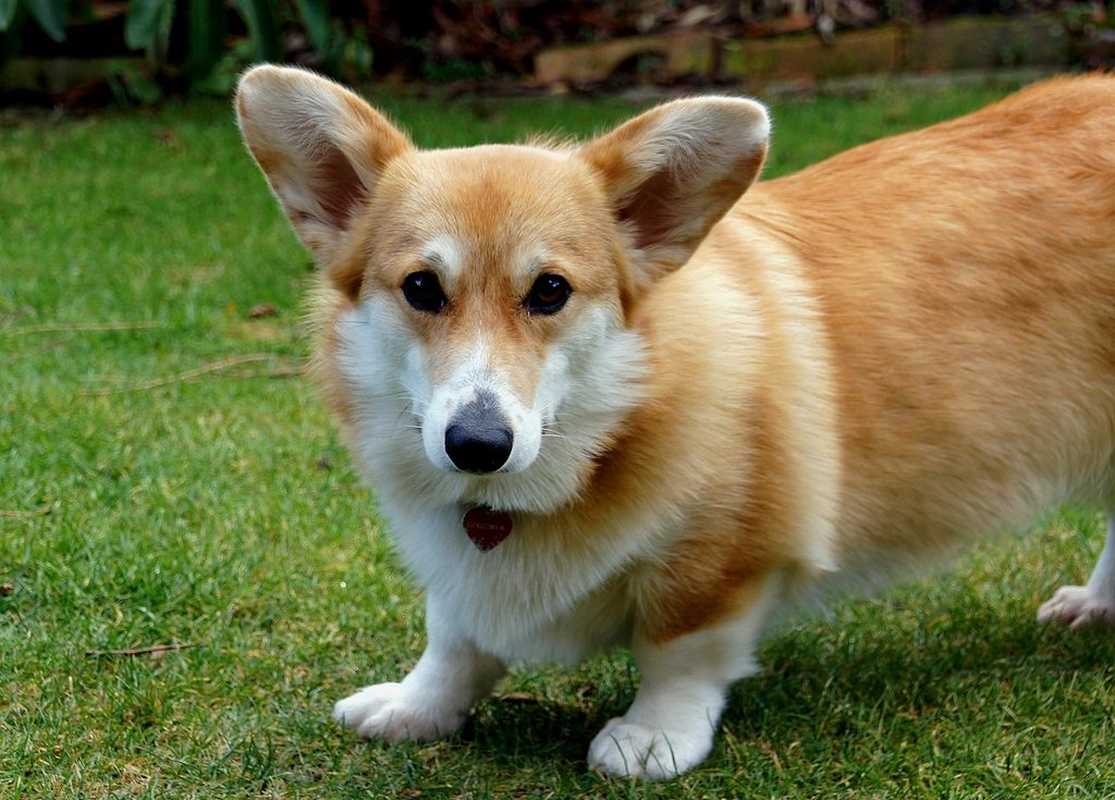 Pembroke Welsh Corgi standing grass