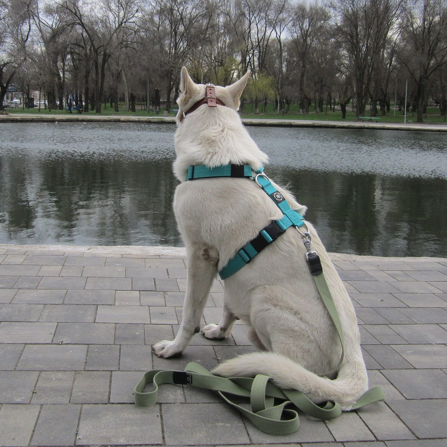 Dog in a harness