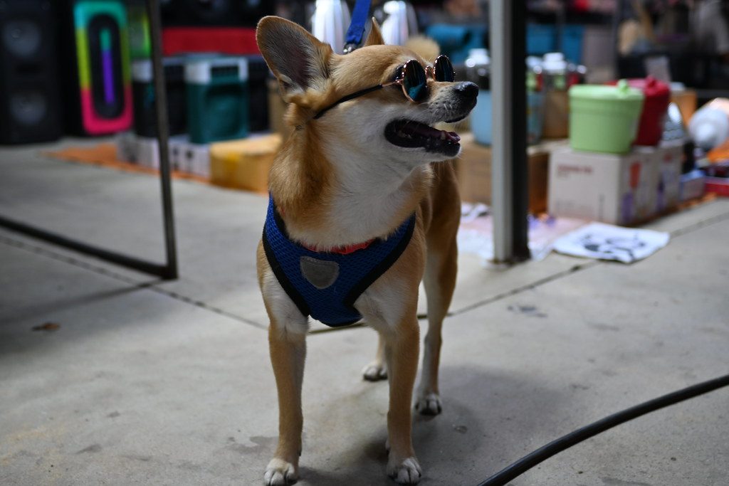DSC_9154: a small dog wearing a blue harness and sunglasses