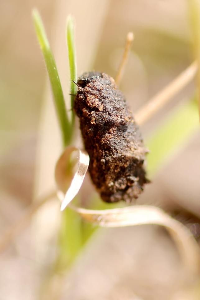 Chrysomelidae - Case beetle larvae