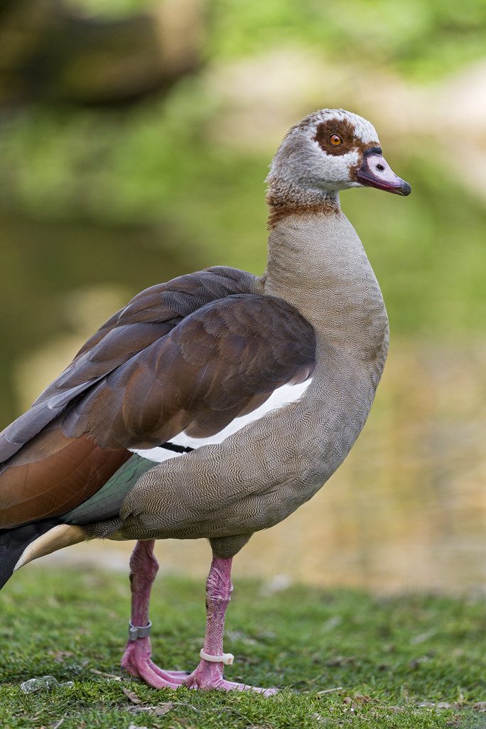 Attentive nice goose