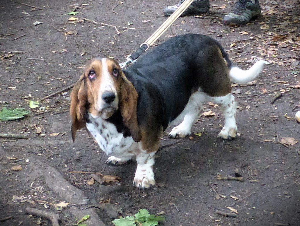 Basset Hound