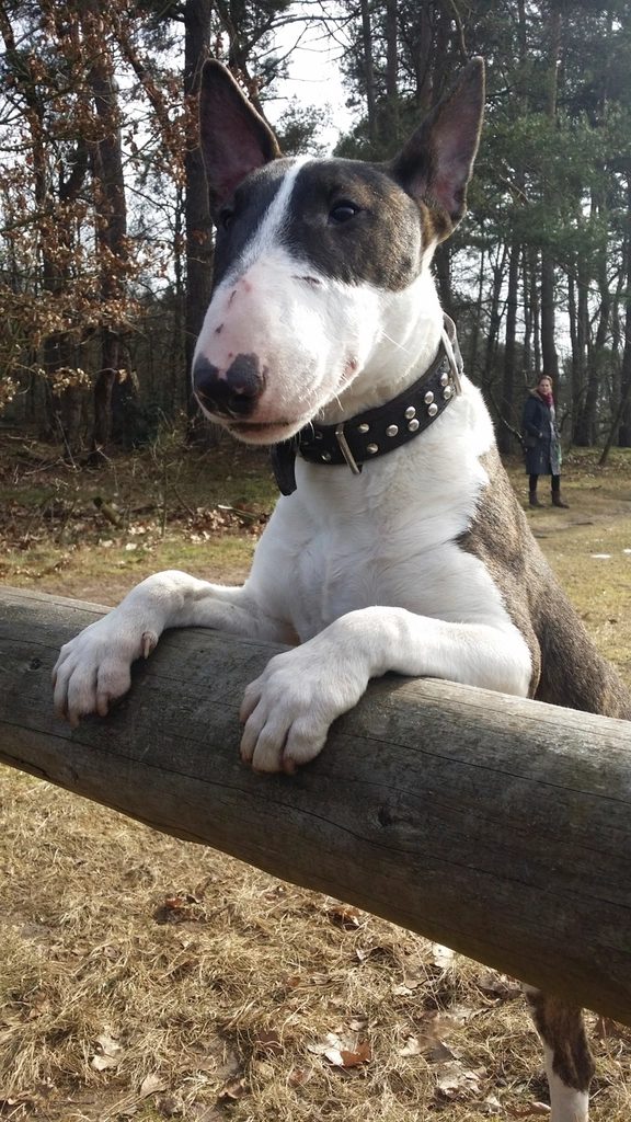 White English bull terrier black