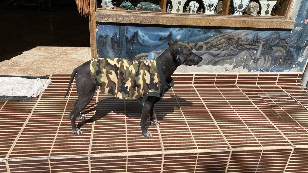 Hairless dog