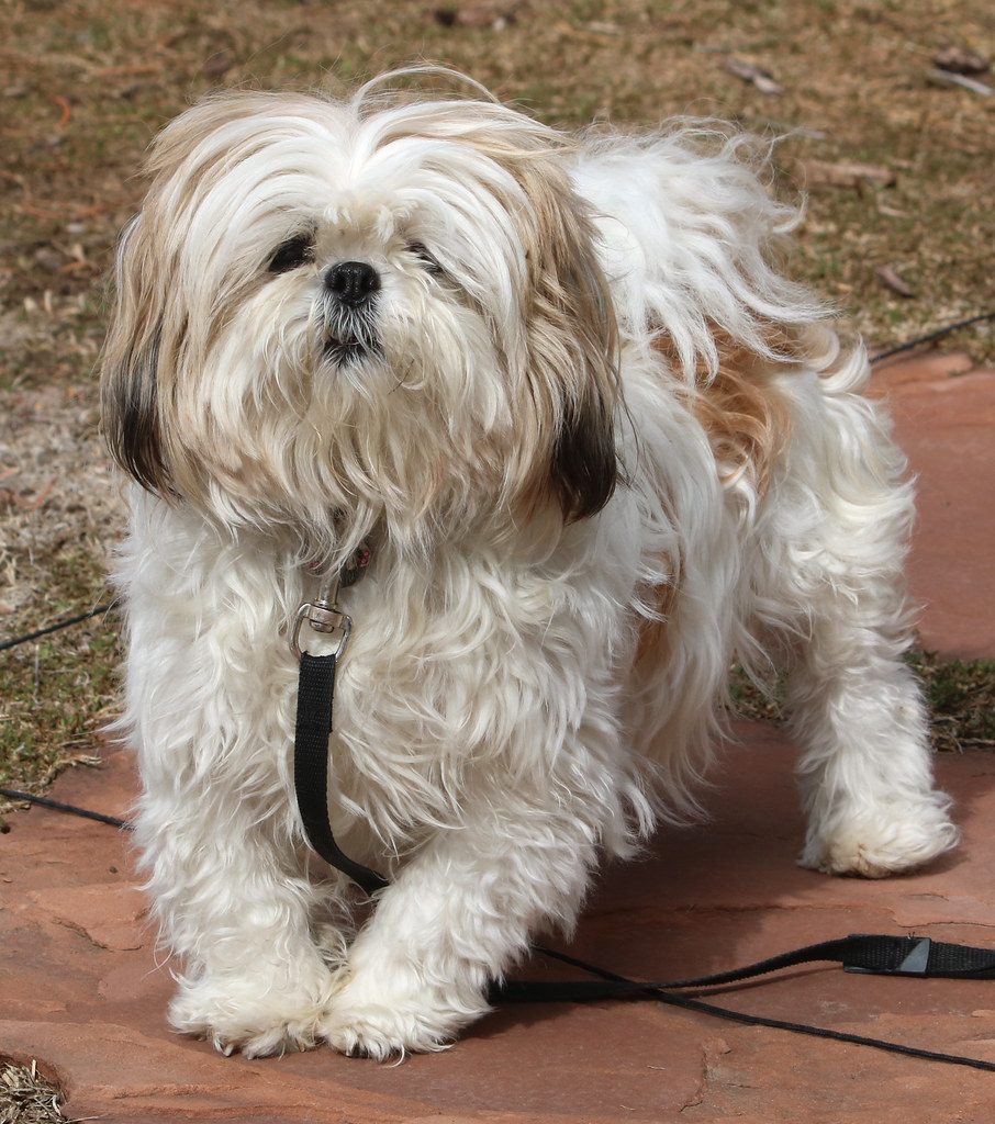 Shih Tzu Reference #30