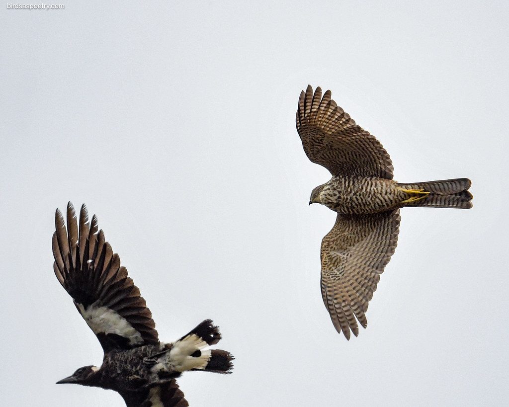 Australian Magpie, Collared Sparrowhawk: Heading for Safety