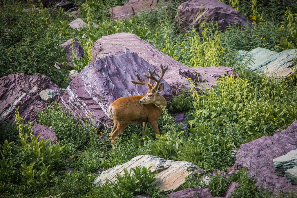 Mule Deer - Odocoileus hemionus