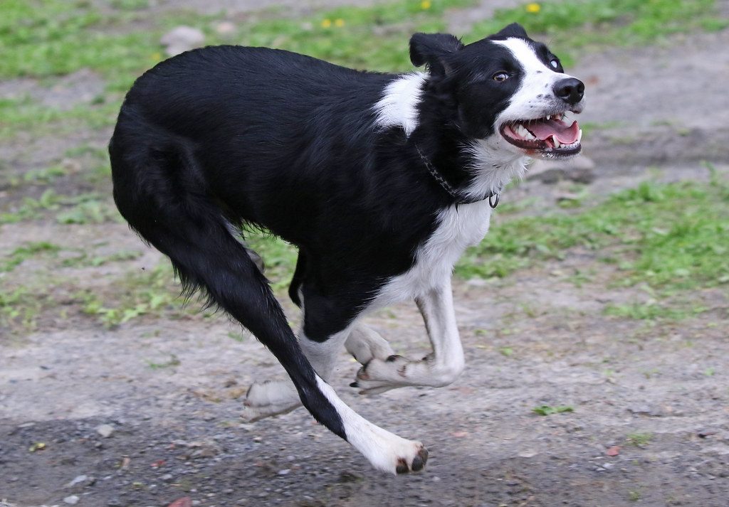 Jack the Border Collie