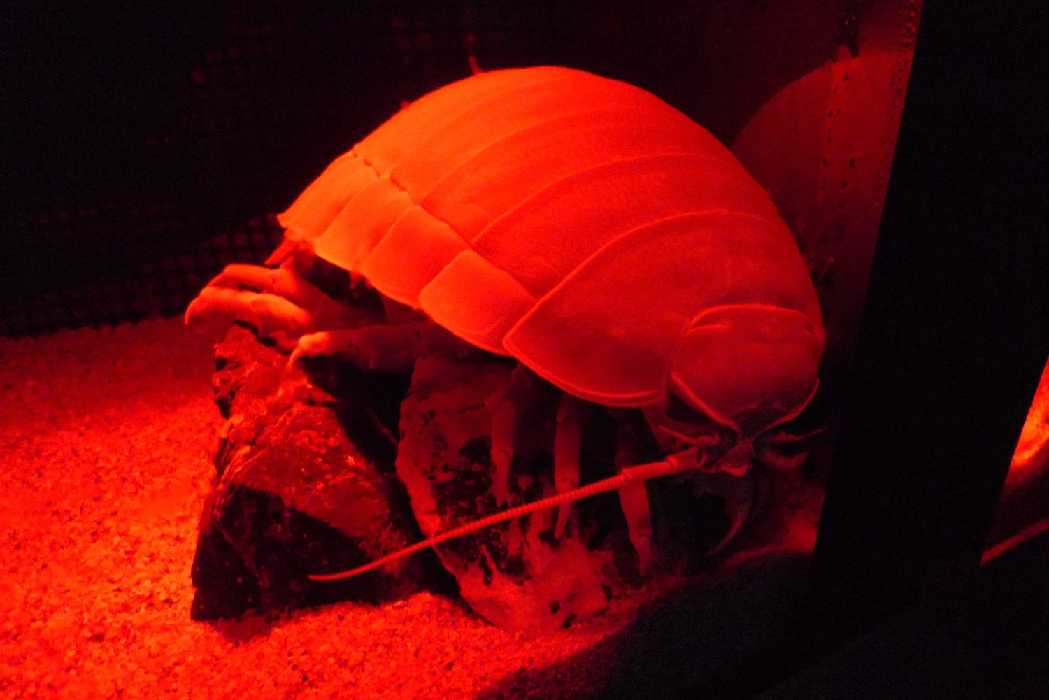 Bathynomus giganteus, Toba Aquarium