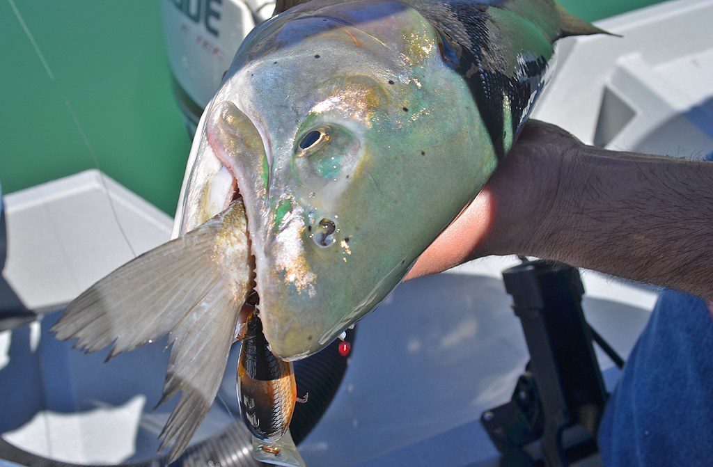 Lahontan cutthroat trout