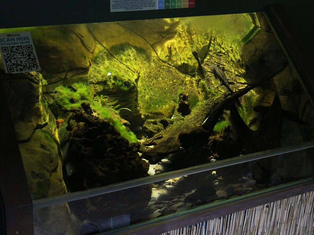 Axolotl Tank
