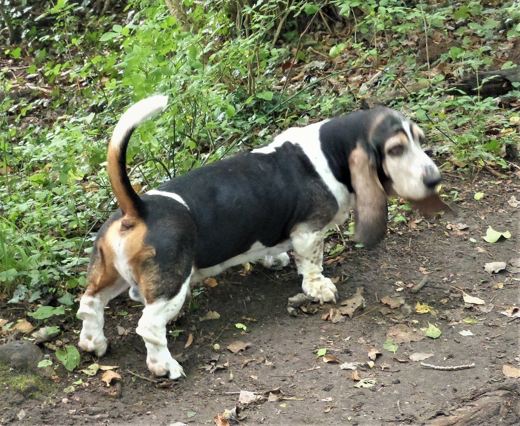 Basset Hound