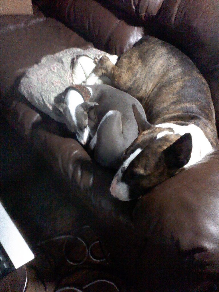 Bull terrier & Italian Greyhound
