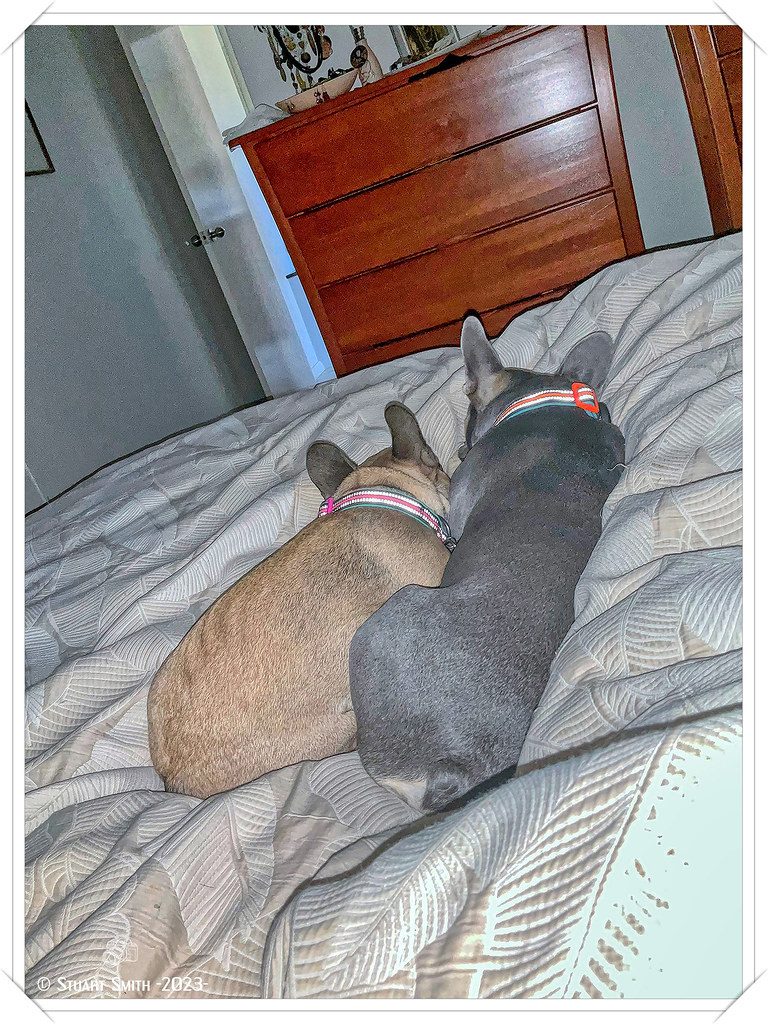 Harper & Chase - French Bulldogs