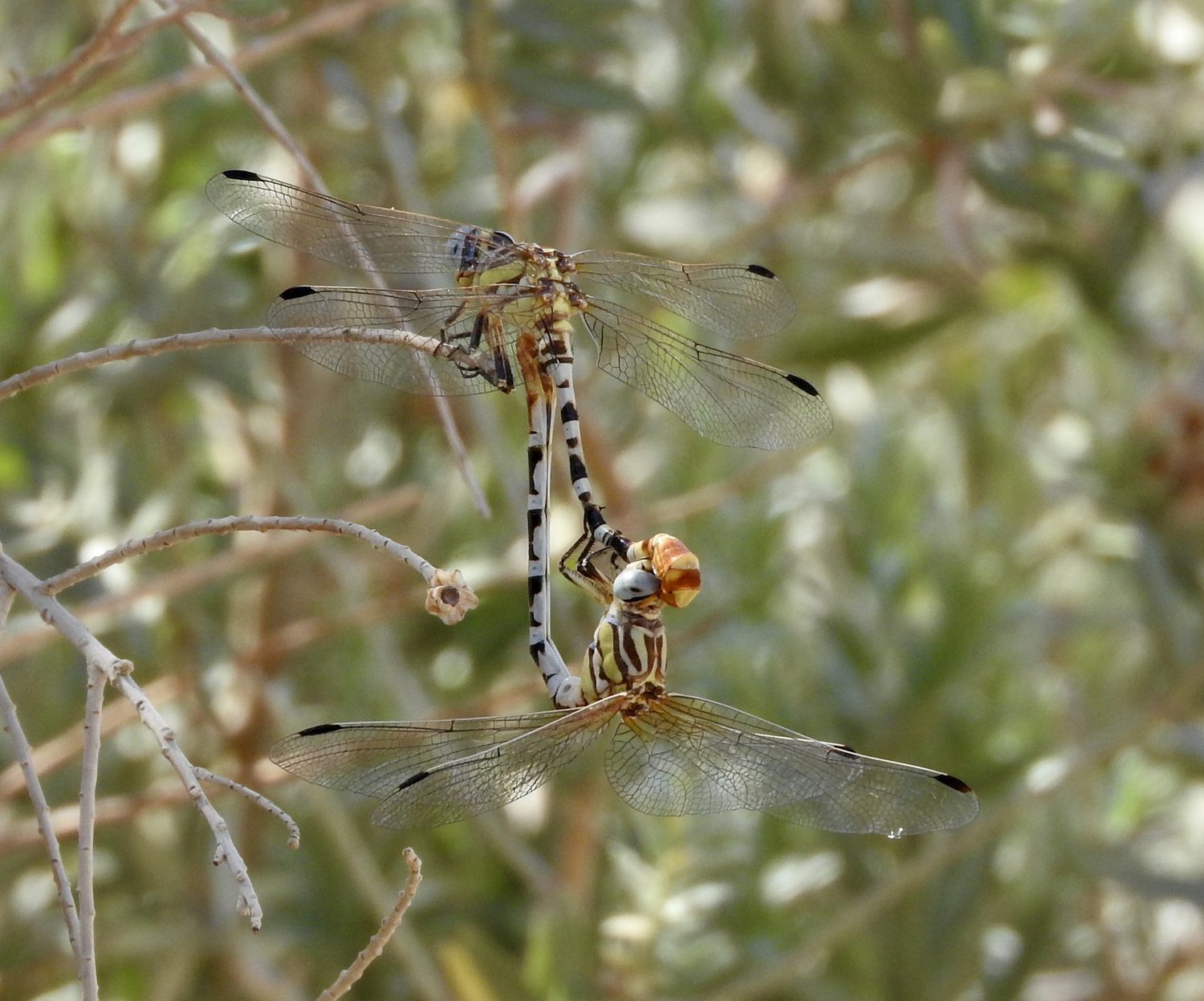 white-belted ringtail